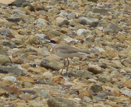 iNaturalist: (c) wresy, some rights reserved (CC BY-NC) iNaturalist image