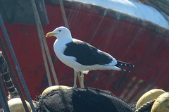 Larus dominicanus
