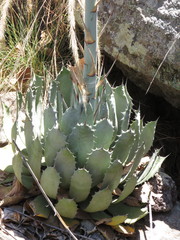 Agave guadalajarana