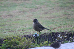 Turdus falcklandii magellanicus