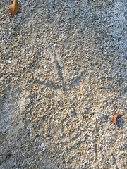Aramus guarauna