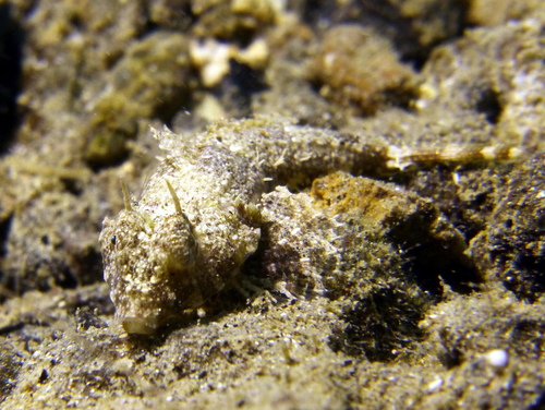 Leafy dragonet (Anaora tentaculata) — Callionymidae
