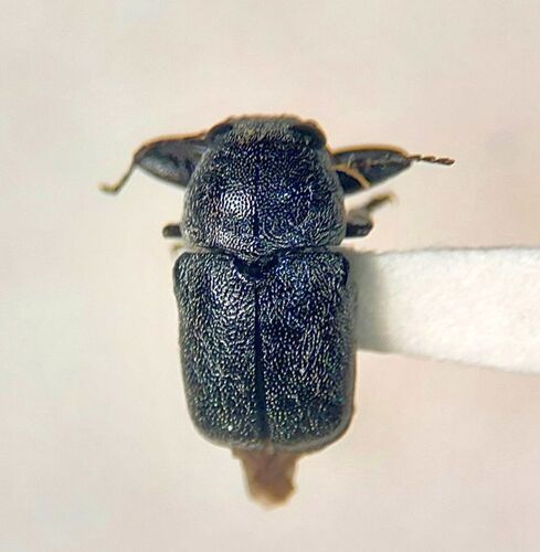 Pachybrachis morosus