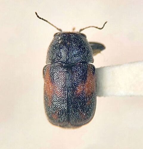 Scriptured Leaf Beetles