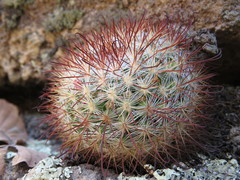 Mammillaria jaliscana jaliscana