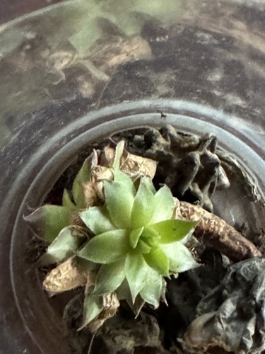Graptopetalum macdougallii iNat (1)