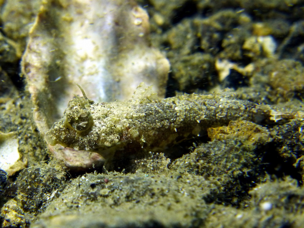Leafy Dragonet