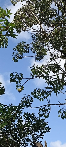 Pachira calophylla (K.Schum.) Fern.Alonso 2