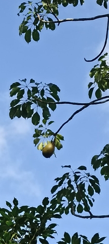 Pachira calophylla (K.Schum.) Fern.Alonso