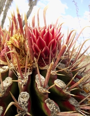 Ferocactus peninsulae