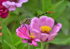 Dromogomphus