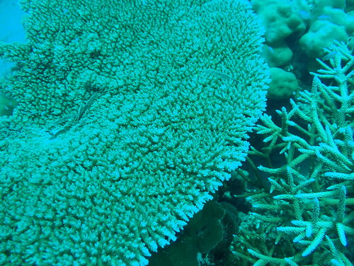 Acropora cytherea observed 2026-05-01