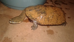 Hydromedusa tectifera