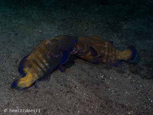 Cephalopholis argus