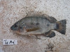 Oreochromis urolepis