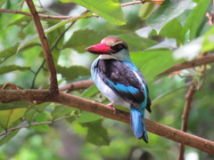 Halcyon malimbica dryas