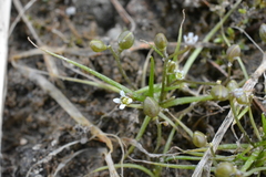 Subularia aquatica