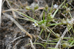 Subularia aquatica