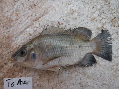 Oreochromis urolepis