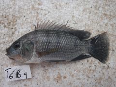 Oreochromis urolepis