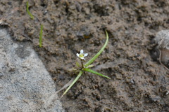 Subularia aquatica