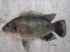 Oreochromis urolepis
