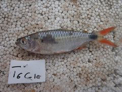 Brycinus affinis