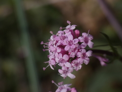 Valeriana tuberosa