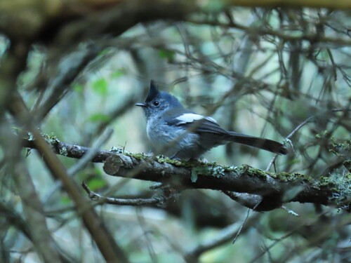 Blue-mantled Crested Flycatcher (Trochocercus cyanomelas), photo 8
