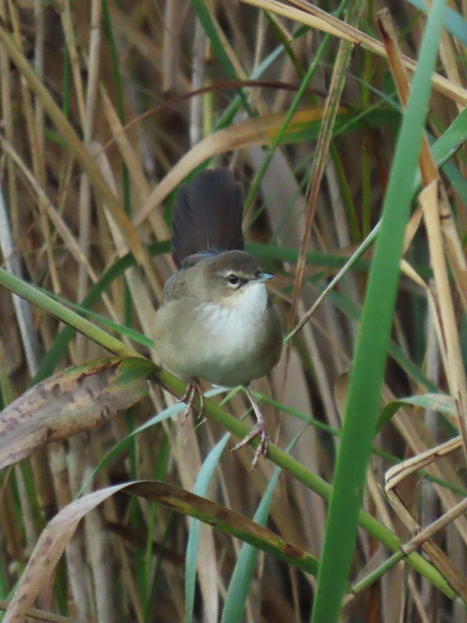Little Rush Warbler (Bradypterus baboecala), photo 6