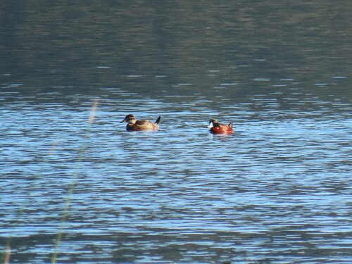 Maccoa Duck (Oxyura maccoa)