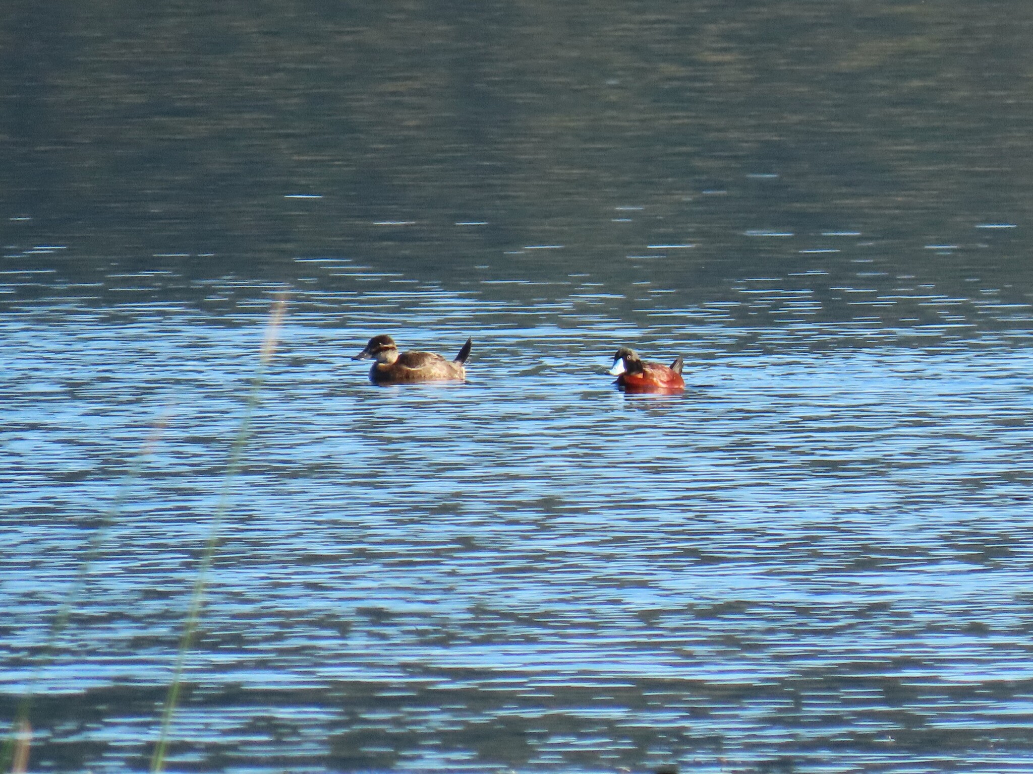 Maccoa Duck (Oxyura maccoa), photo 4