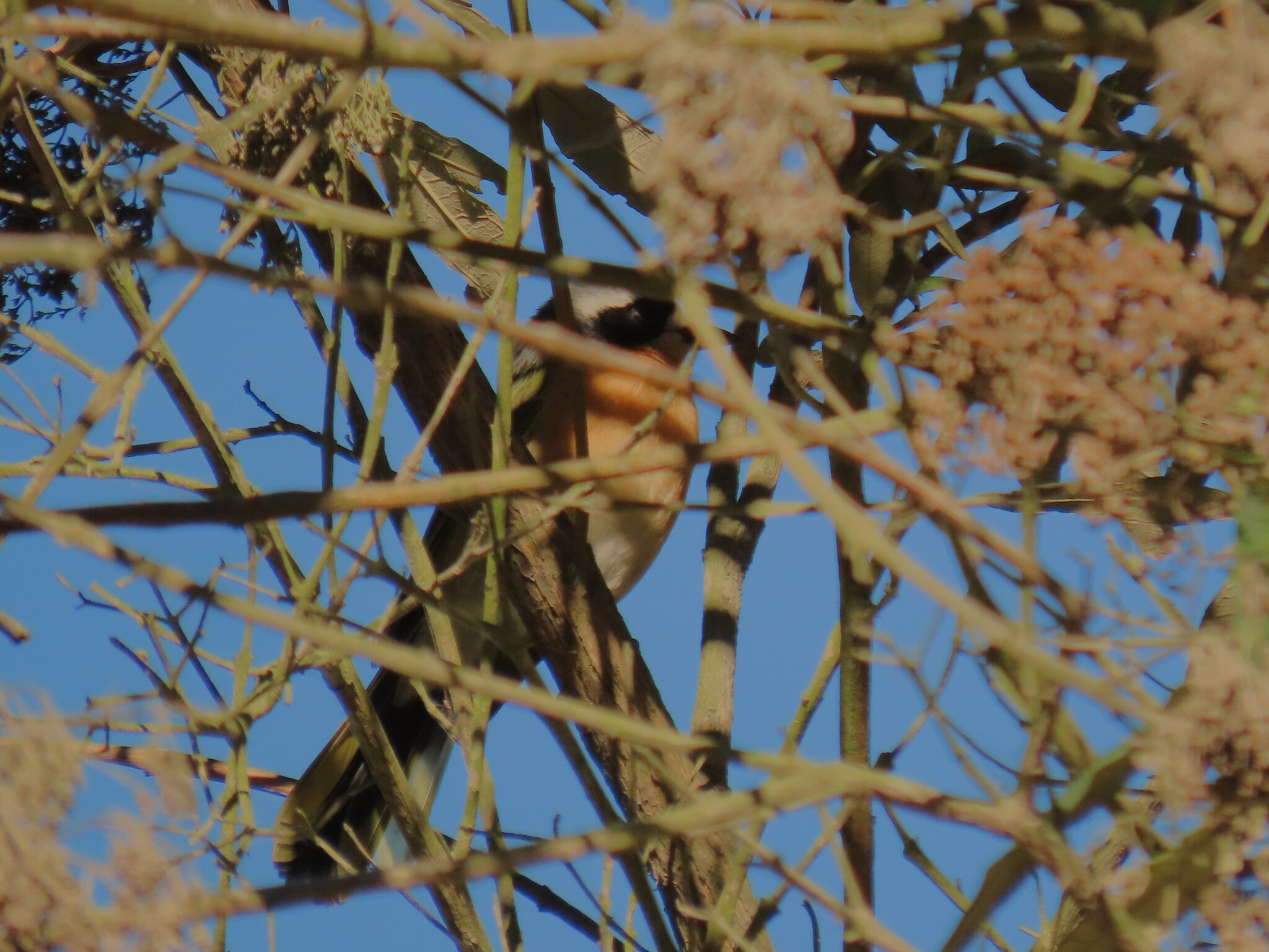 Olive Bushshrike (Chlorophoneus olivaceus), photo 5