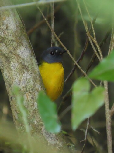 White-starred Robin (Pogonocichla stellata), photo 9