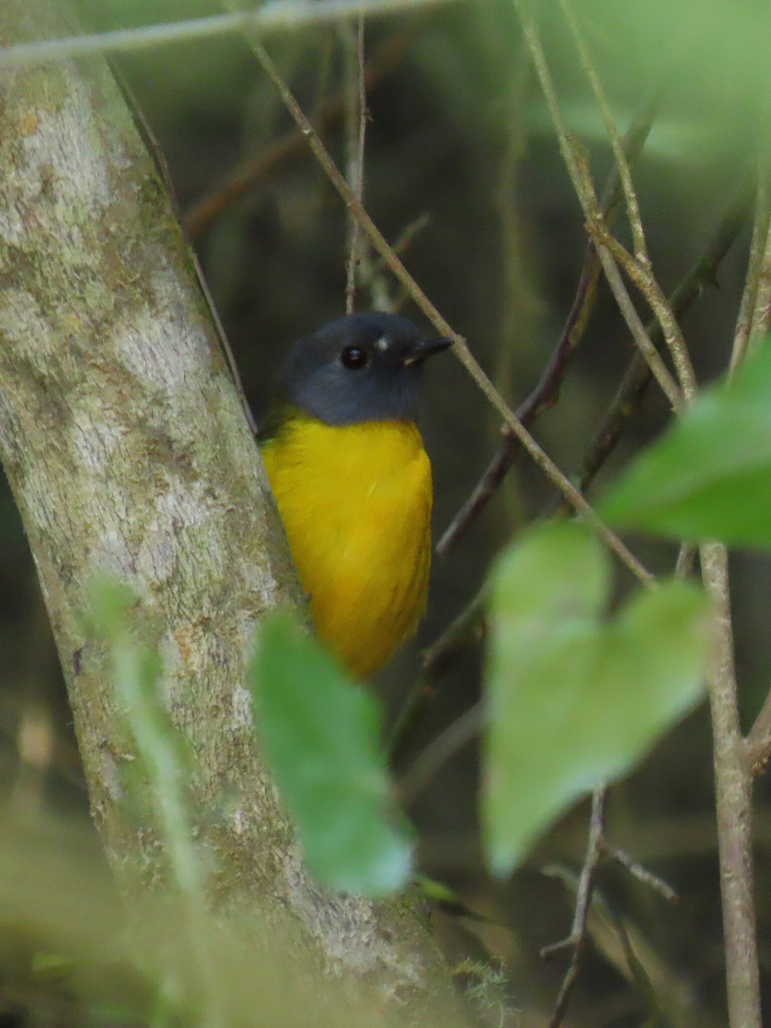 White-starred Robin (Pogonocichla stellata), photo 10