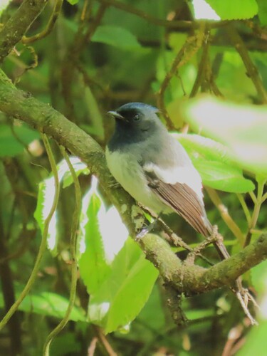 Blue-mantled Crested Flycatcher (Trochocercus cyanomelas), photo 9