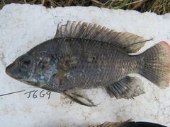 Oreochromis urolepis