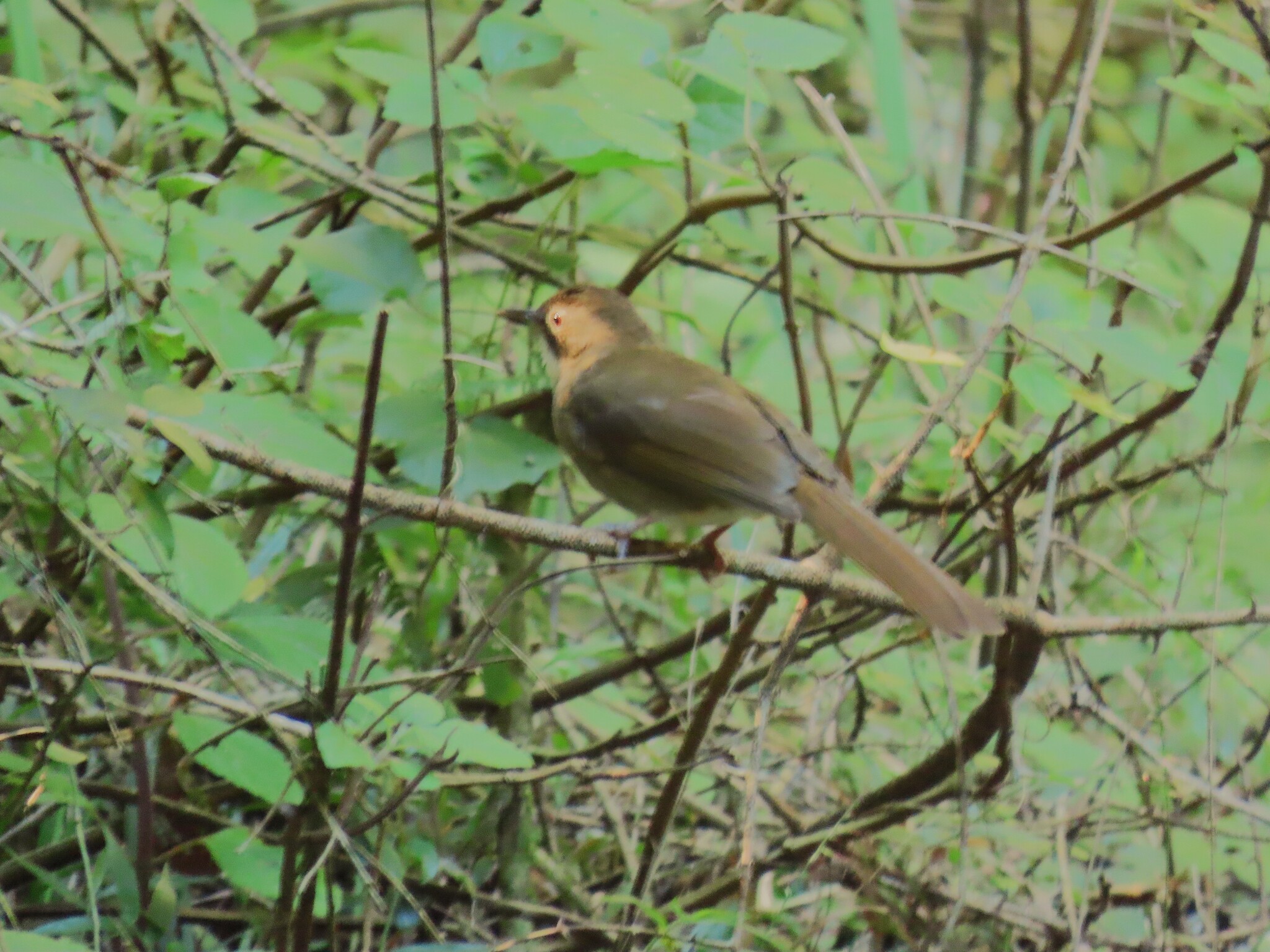 Terrestrial Brownbul (Phyllastrephus terrestris), photo 3