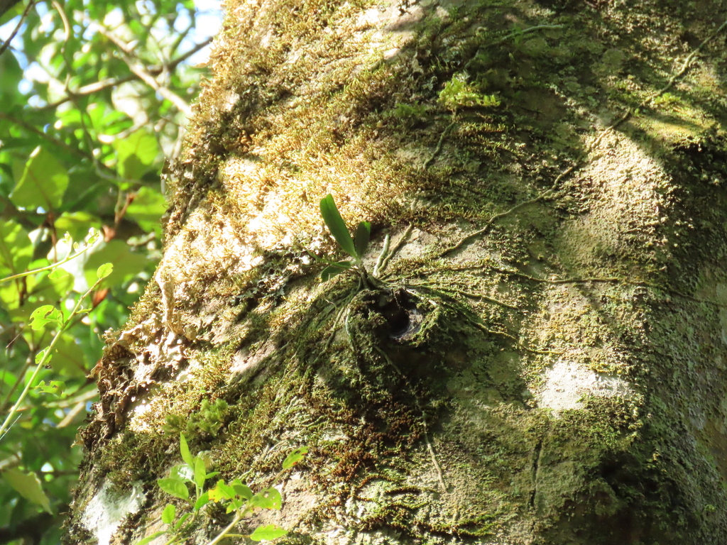 Mystacidium capense; photograph (c) Christiaan Viljoen, some rights reserved (CC BY)