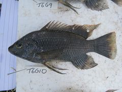 Oreochromis urolepis