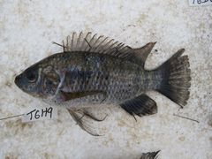 Oreochromis leucostictus