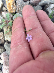 Gilia scopulorum