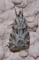 Scoparia pyralella