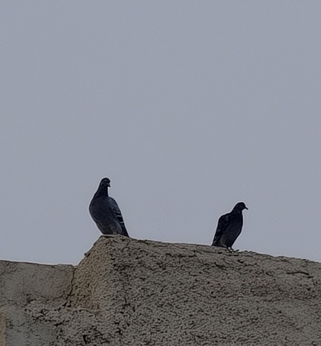 Feral Pigeon