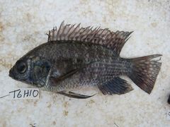 Oreochromis leucostictus