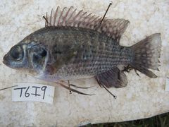 Oreochromis leucostictus