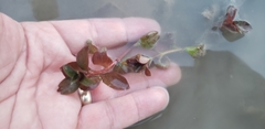 Ludwigia repens