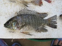 Oreochromis leucostictus