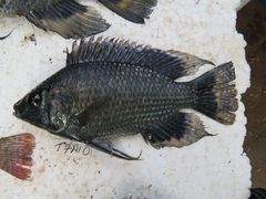 Oreochromis leucostictus