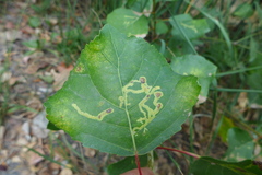 Aulagromyza populi